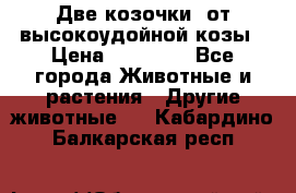 Две козочки  от высокоудойной козы › Цена ­ 20 000 - Все города Животные и растения » Другие животные   . Кабардино-Балкарская респ.